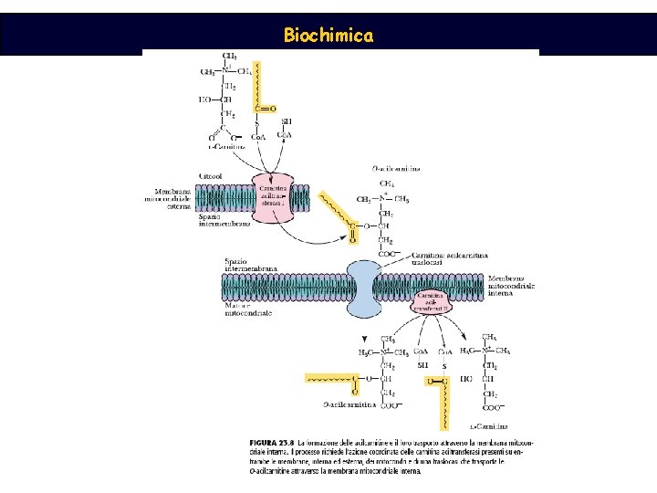 Biochimica 