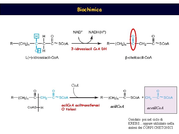 Biochimica 3 -idrossiacil Co. A DH Co. A aciltransferasi O tiolasi acil. Co. A