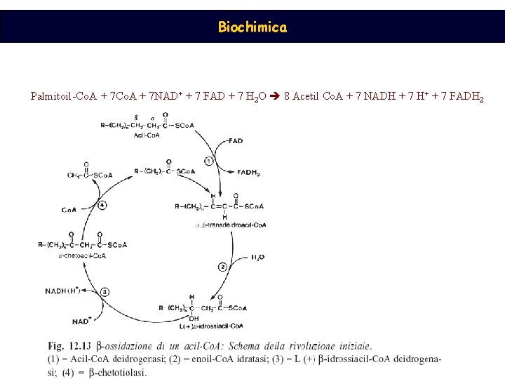 Biochimica Palmitoil-Co. A + 7 NAD+ + 7 FAD + 7 H 2 O