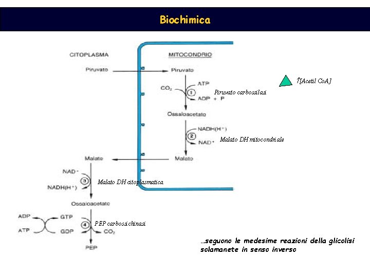 Biochimica [Acetil Co. A] Piruvato carbossilasi Malato DH mitocondriale Malato DH citoplasmatica PEP carbossichinasi