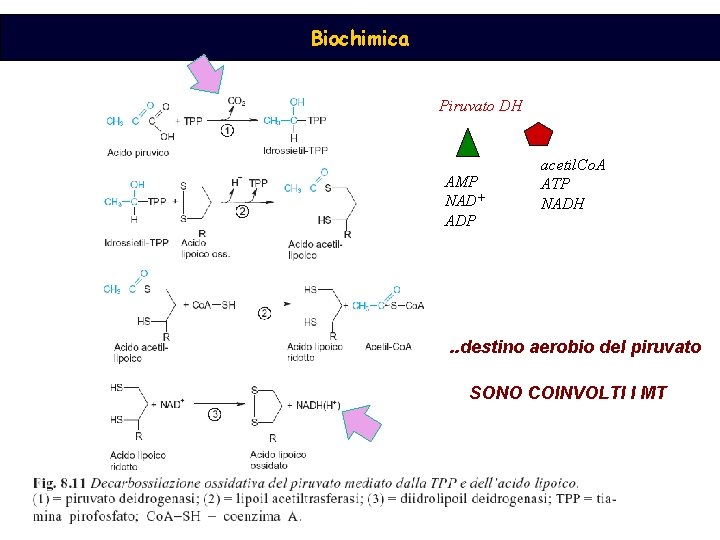 Biochimica Piruvato DH AMP NAD+ ADP acetil. Co. A ATP NADH . . destino