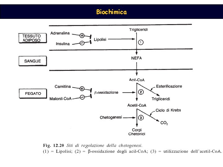 Biochimica 