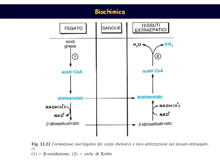 Biochimica 