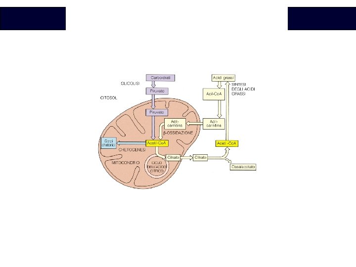 Biochimica 