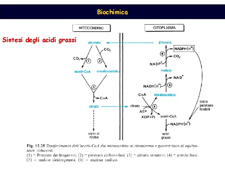 Biochimica Sintesi degli acidi grassi 