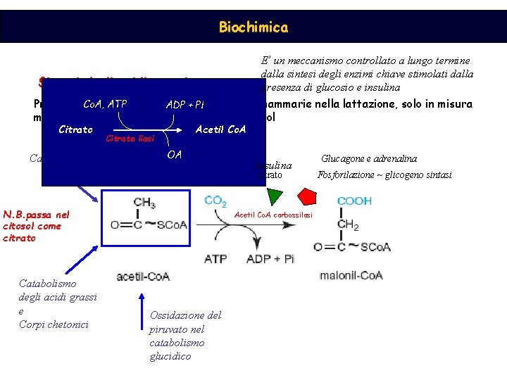 Biochimica E’ un meccanismo controllato a lungo termine dalla sintesi degli enzimi chiave stimolati