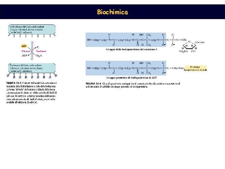 Biochimica 