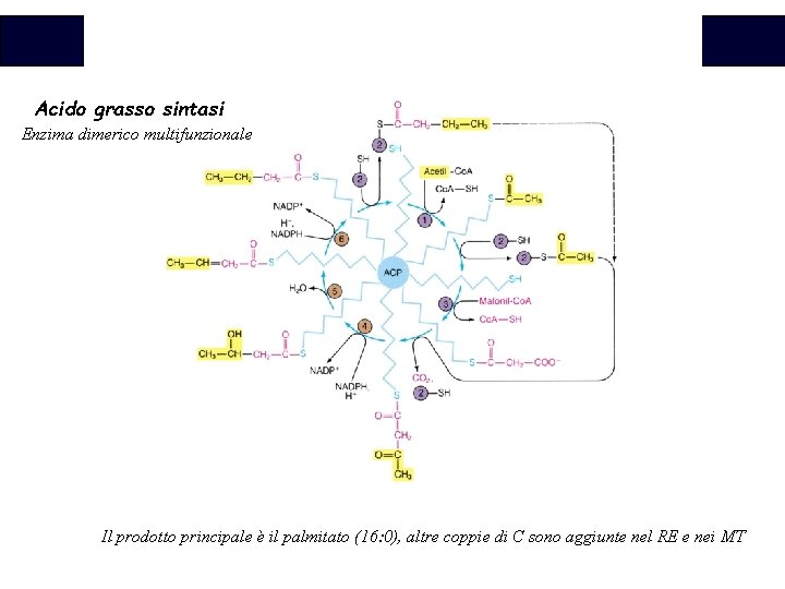 Biochimica Acido grasso sintasi Enzima dimerico multifunzionale Il prodotto principale è il palmitato (16: