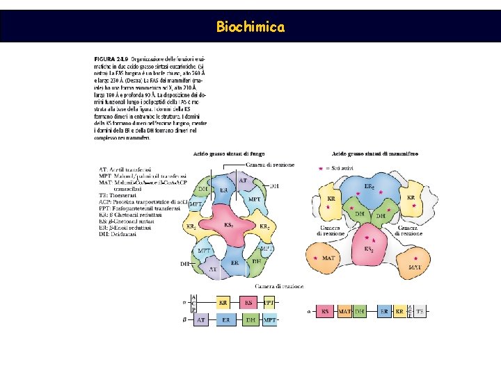 Biochimica 