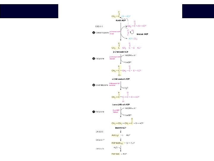 Biochimica 