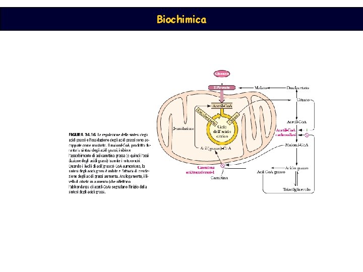 Biochimica 