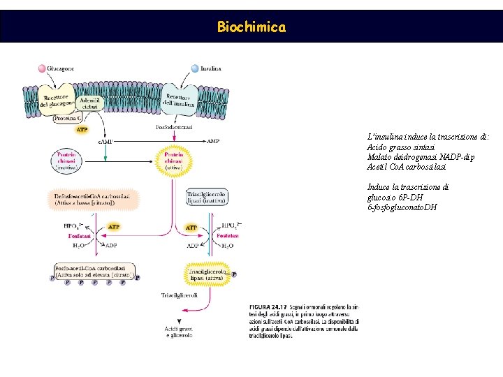 Biochimica L’insulina induce la trascrizione di: Acido grasso sintasi Malato deidrogenasi NADP-dip Acetil Co.