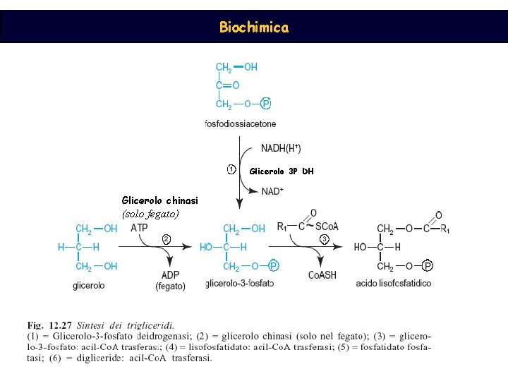 Biochimica Glicerolo 3 P DH Glicerolo chinasi (solo fegato) 