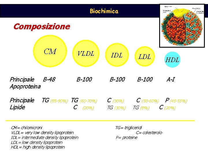 Biochimica Composizione CM Principale B-48 Apoproteina Principale Lipide VLDL B-100 TG (85 -90%) TG