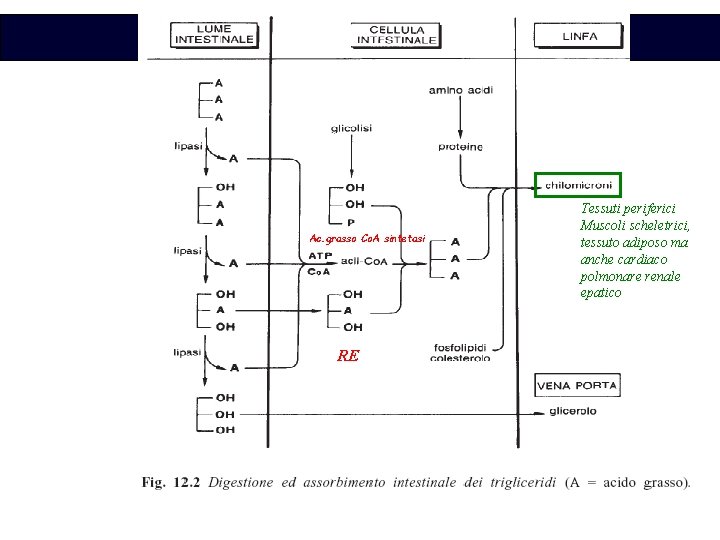 Biochimica Ac. grasso Co. A sintetasi RE Tessuti periferici Muscoli scheletrici, tessuto adiposo ma