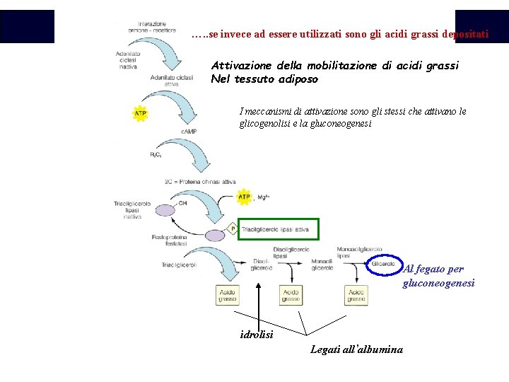 Biochimica …. . se invece ad essere utilizzati sono gli acidi grassi depositati Attivazione