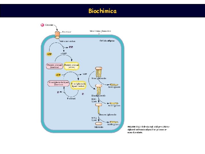 Biochimica 