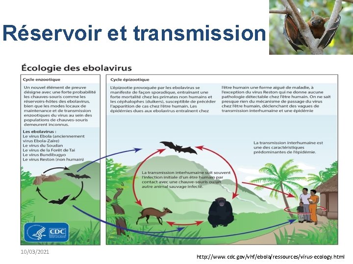 Réservoir et transmission 10/03/2021 http: //www. cdc. gov/vhf/ebola/ressources/virus-ecology. html 