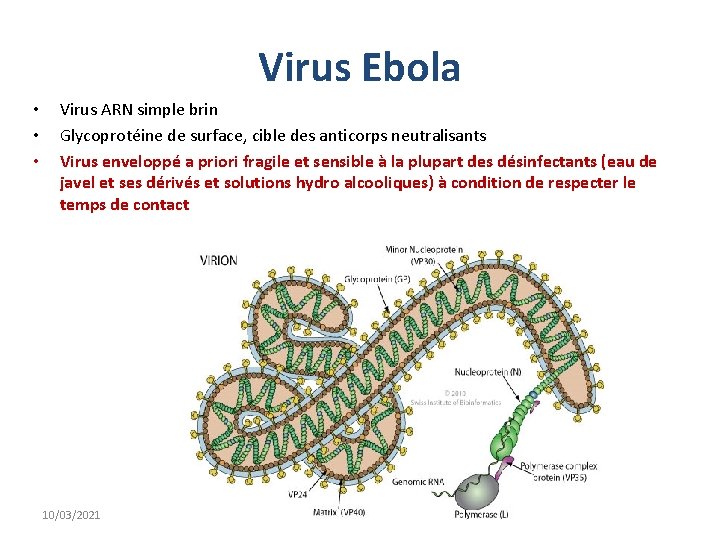 Virus Ebola • • • Virus ARN simple brin Glycoprotéine de surface, cible des