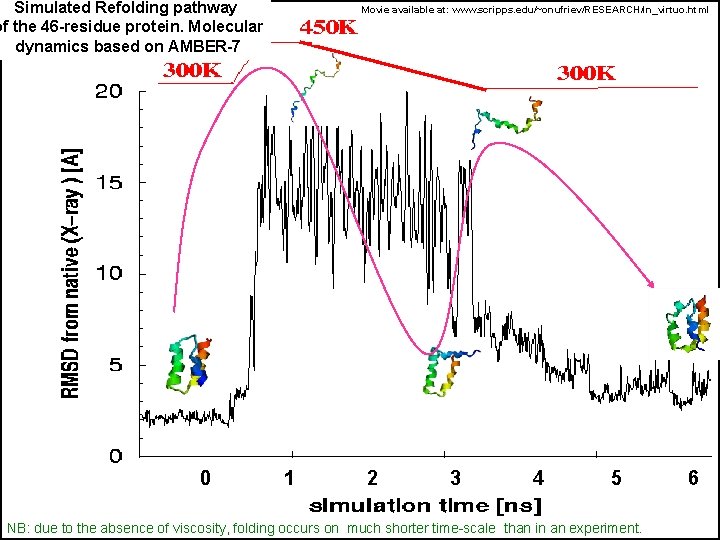 Simulated Refolding pathway of the 46 -residue protein. Molecular dynamics based on AMBER-7 0