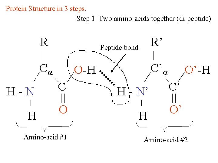Protein Structure in 3 steps. Step 1. Two amino-acids together (di-peptide) Peptide bond Amino-acid