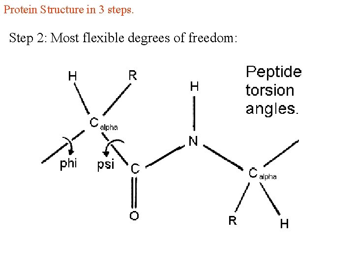 Protein Structure in 3 steps. Step 2: Most flexible degrees of freedom: 
