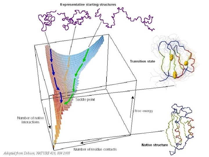 Adopted from Dobson, NATURE 426, 884 2003 