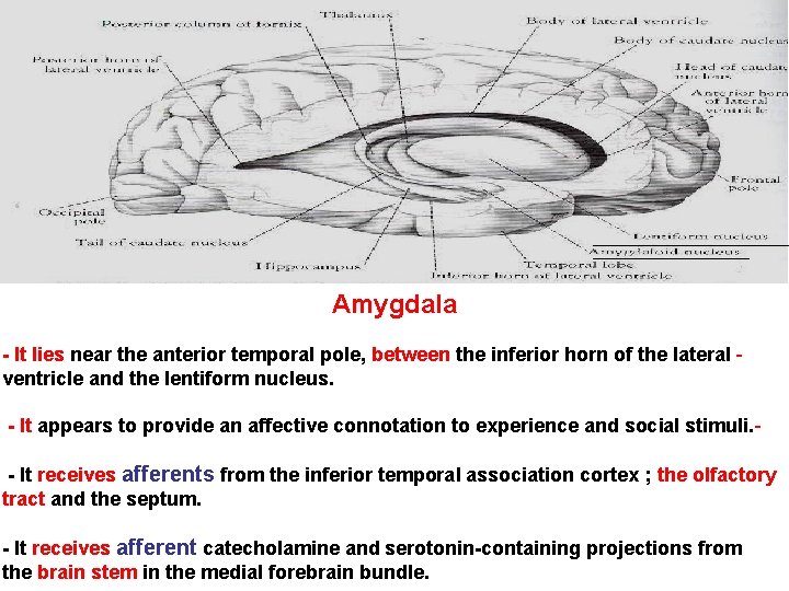 Amygdala - It lies near the anterior temporal pole, between the inferior horn of