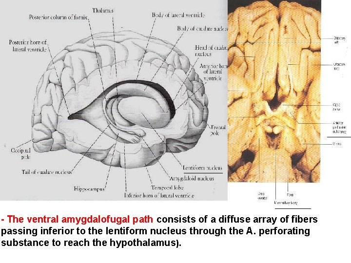 - The ventral amygdalofugal path consists of a diffuse array of fibers passing inferior