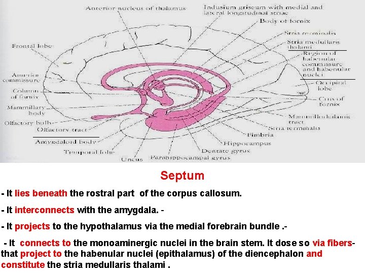 Septum - It lies beneath the rostral part of the corpus callosum. - It