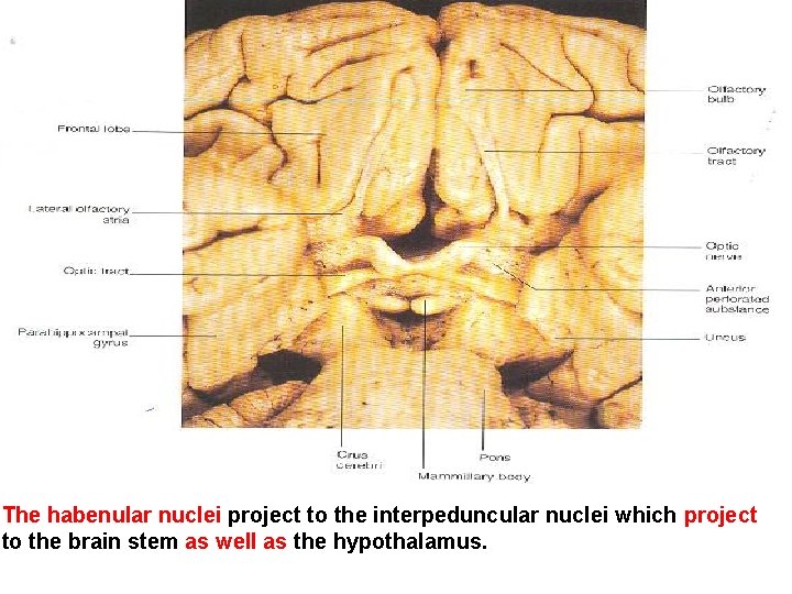 The habenular nuclei project to the interpeduncular nuclei which project to the brain stem