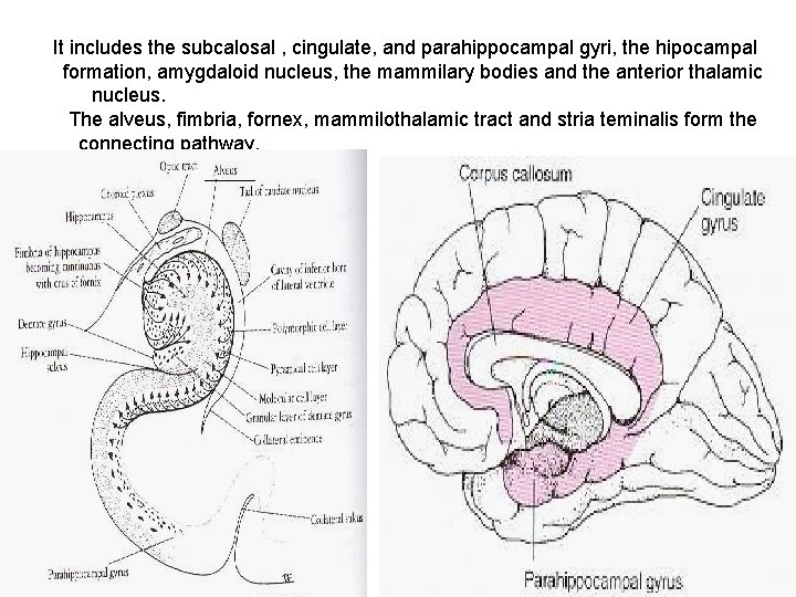 It includes the subcalosal , cingulate, and parahippocampal gyri, the hipocampal formation, amygdaloid nucleus,