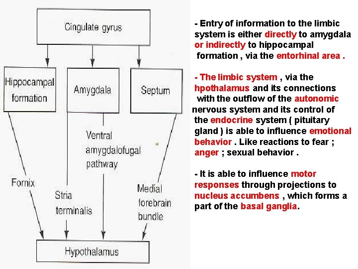 - Entry of information to the limbic system is either directly to amygdala or