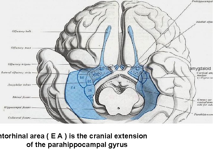 ntorhinal area ( E A ) is the cranial extension of the parahippocampal gyrus