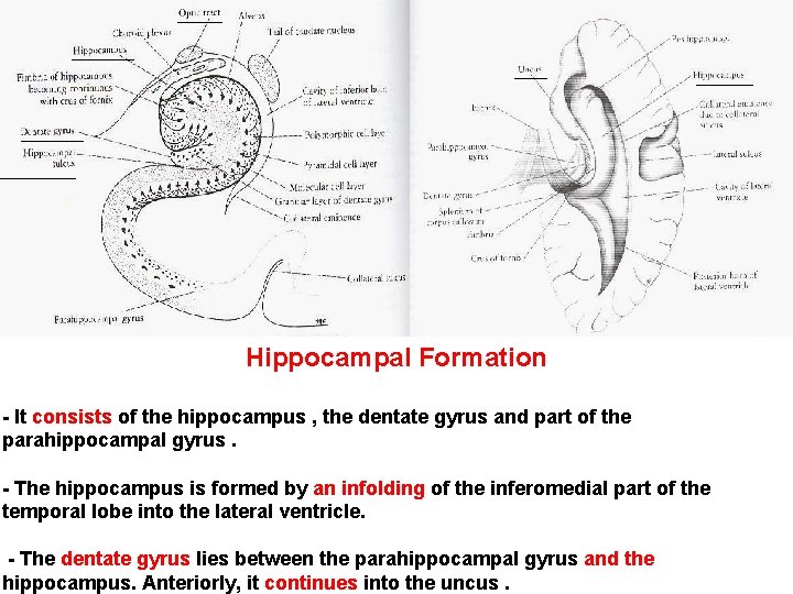 Hippocampal Formation - It consists of the hippocampus , the dentate gyrus and part