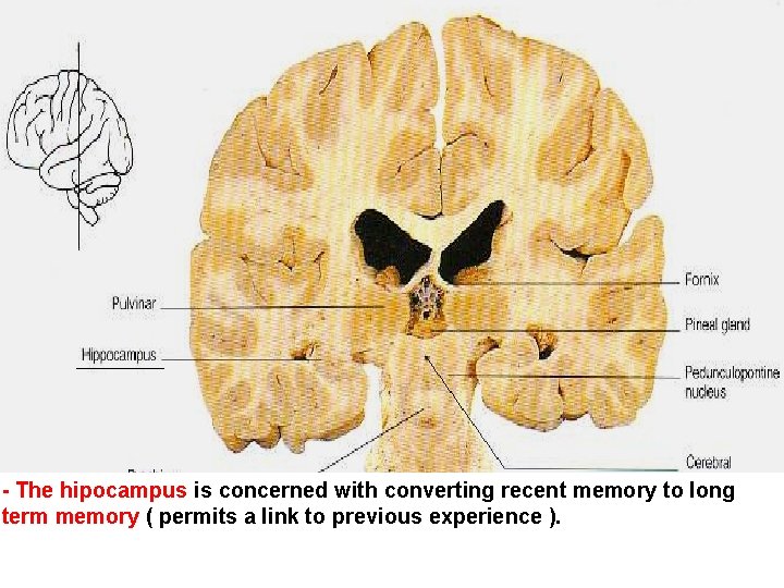 - The hipocampus is concerned with converting recent memory to long term memory (