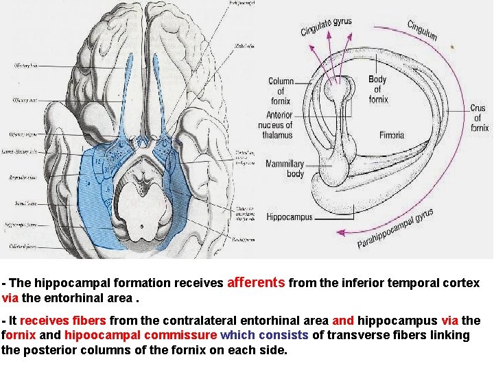 - The hippocampal formation receives afferents from the inferior temporal cortex via the entorhinal