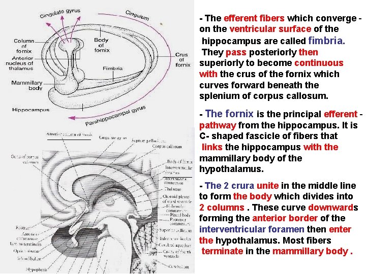 - The efferent fibers which converge on the ventricular surface of the hippocampus are