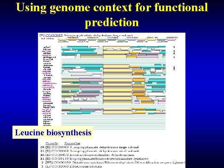 Using genome context for functional prediction Leucine biosynthesis 