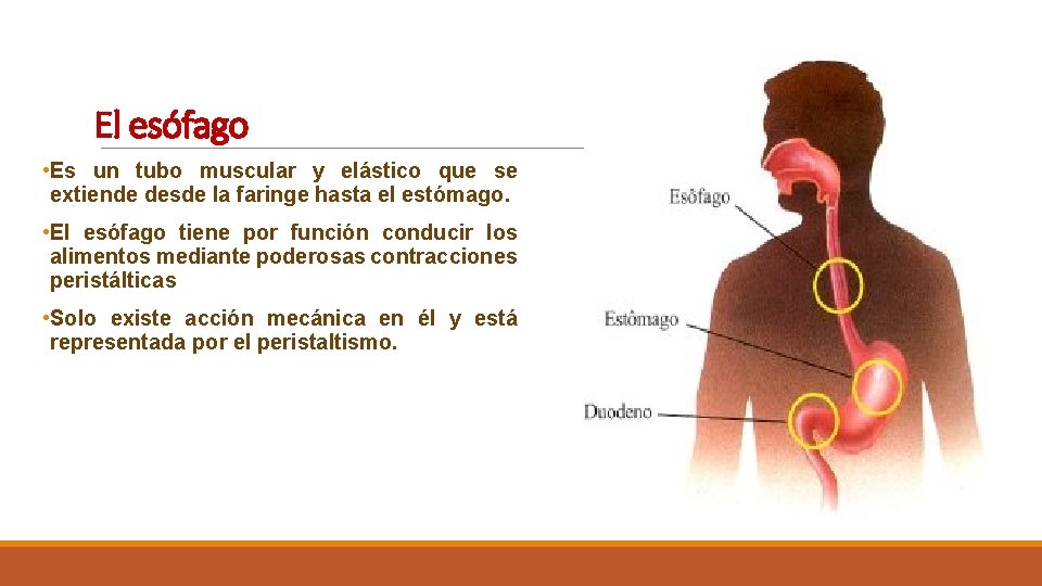 El esófago • Es un tubo muscular y elástico que se extiende desde la