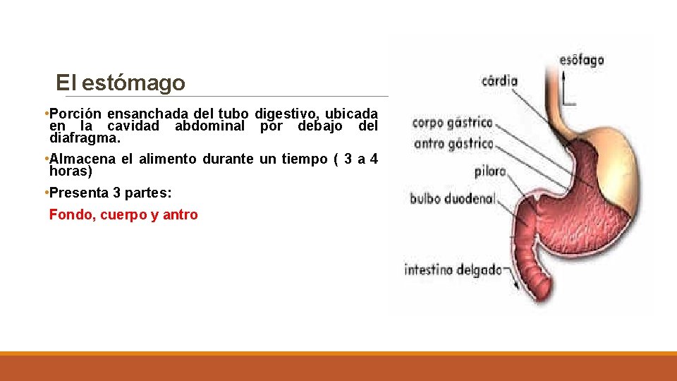 El estómago • Porción ensanchada del tubo digestivo, ubicada en la cavidad abdominal por