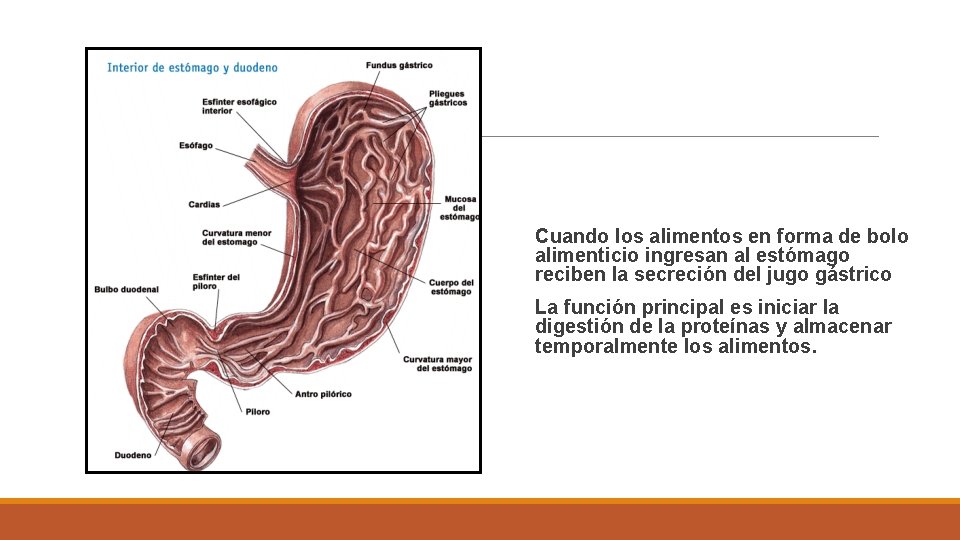 Cuando los alimentos en forma de bolo alimenticio ingresan al estómago reciben la secreción
