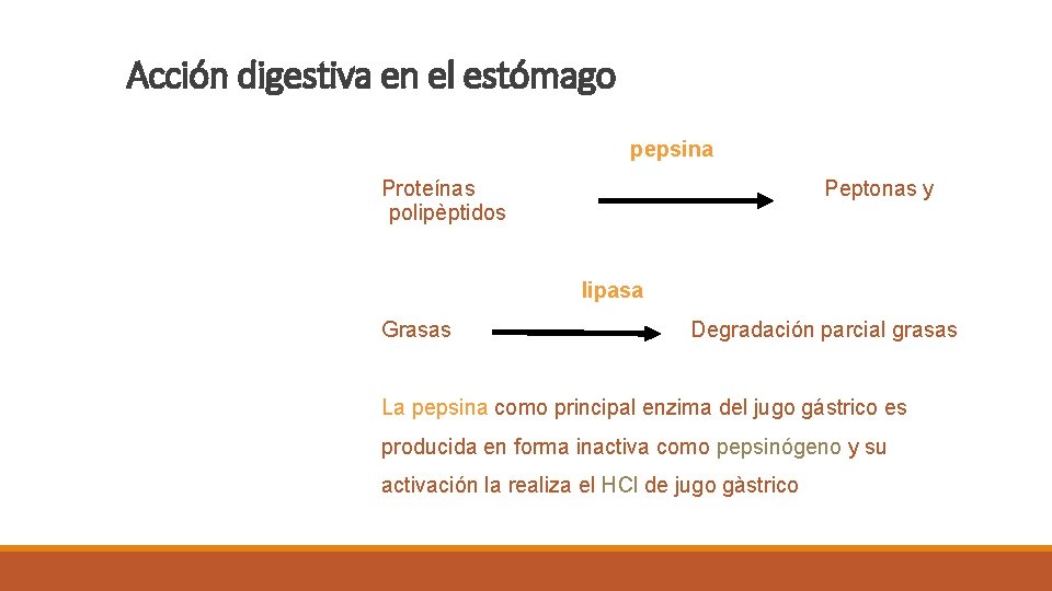 Acción digestiva en el estómago pepsina Proteínas polipèptidos Peptonas y lipasa Grasas Degradación parcial