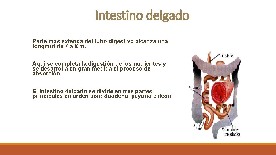 Intestino delgado Parte más extensa del tubo digestivo alcanza una longitud de 7 a