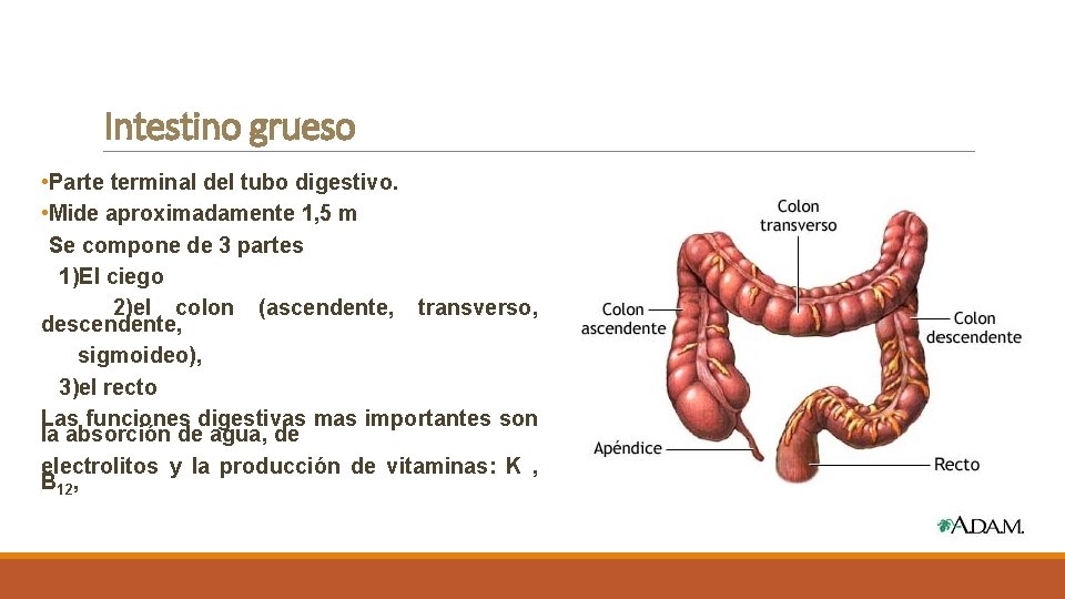 Intestino grueso • Parte terminal del tubo digestivo. • Mide aproximadamente 1, 5 m