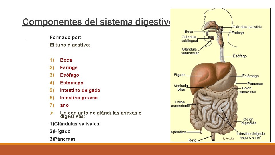 Componentes del sistema digestivo Formado por: El tubo digestivo: 1) 2) 3) 4) 5)
