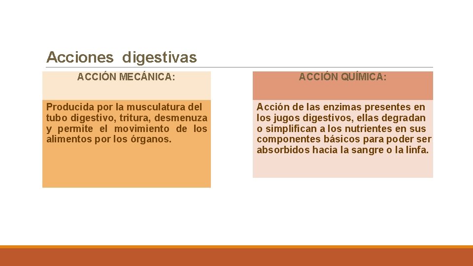 Acciones digestivas ACCIÓN MECÁNICA: ACCIÓN QUÍMICA: Producida por la musculatura del tubo digestivo, tritura,