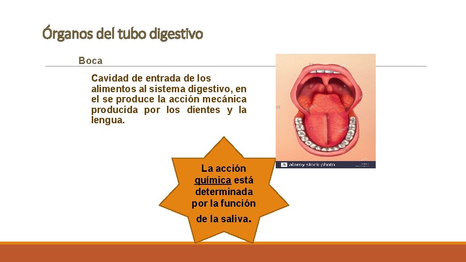 Órganos del tubo digestivo Boca Cavidad de entrada de los alimentos al sistema digestivo,