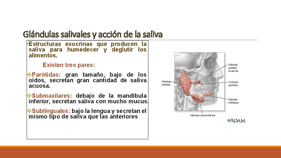 Glándulas salivales y acción de la saliva • Estructuras exocrinas que producen la saliva