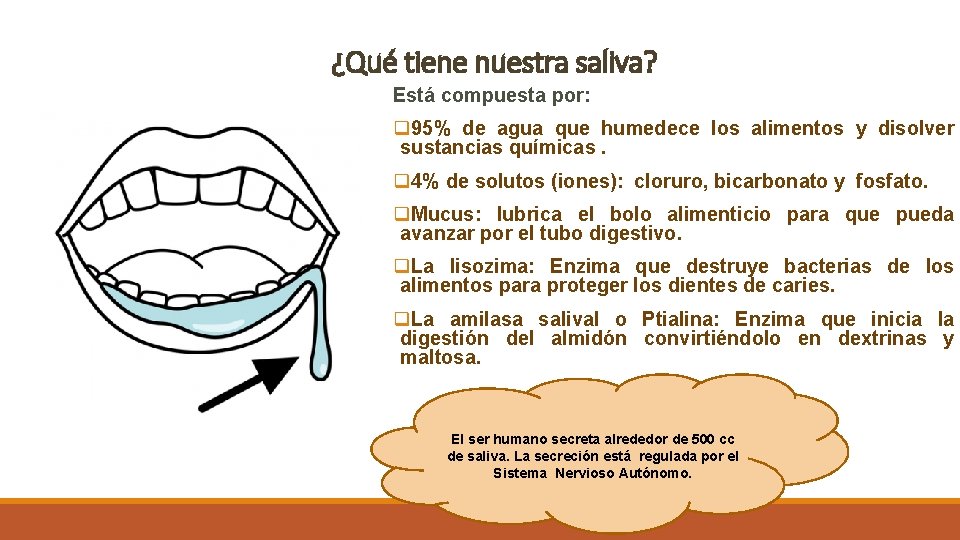 ¿Qué tiene nuestra saliva? Está compuesta por: q 95% de agua que humedece los